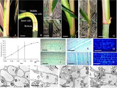 Physiological Mechanism of <mark class="highlighted">Internode</mark> Bending Growth After the Excision of Shoot Sheath in Fargesia yunnanensis and Its Implications for Understanding the Rapid Growth of Bamboos